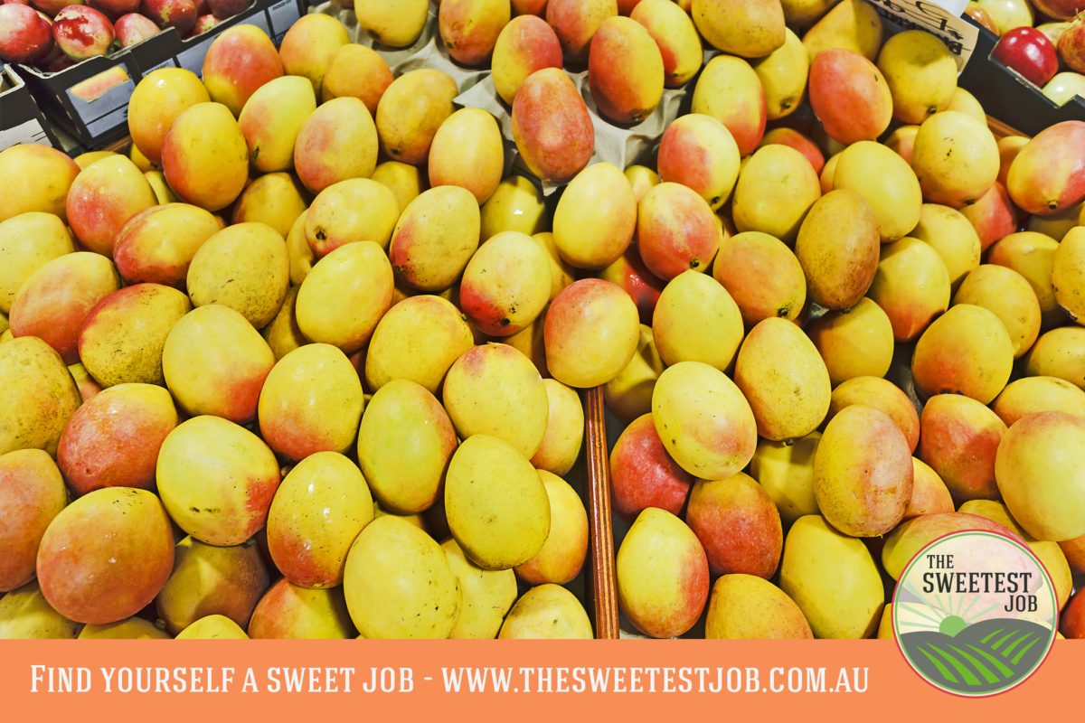 The Sweetest Job - Picture of Mangoes
