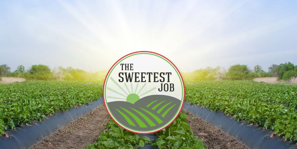 The Sweetest Job Logo & Image