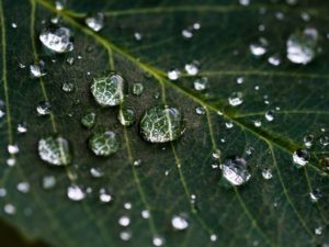 Photo of water droplets on a leaf